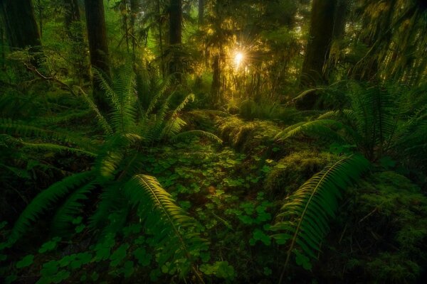 Raggi di sole nella giungla verde