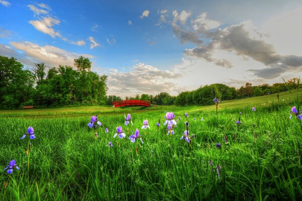 Fleurs dans la Prairie et les nuages dans le ciel