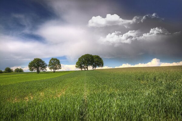 Nuages blancs et gris sur le vert