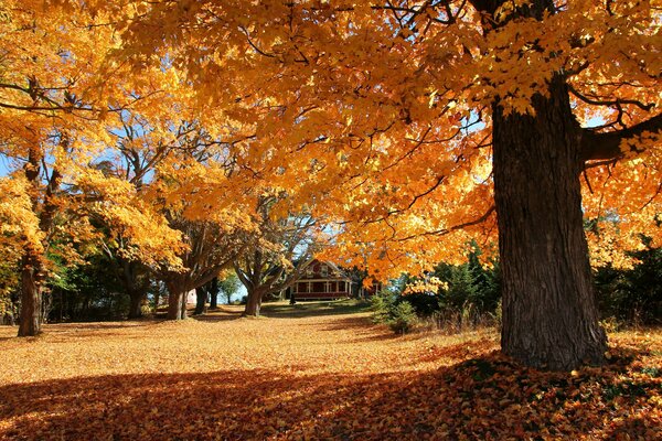 Piccola casa nel boschetto in autunno