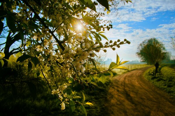 Frühlingsknospen auf einem Ast vor Laubhintergrund