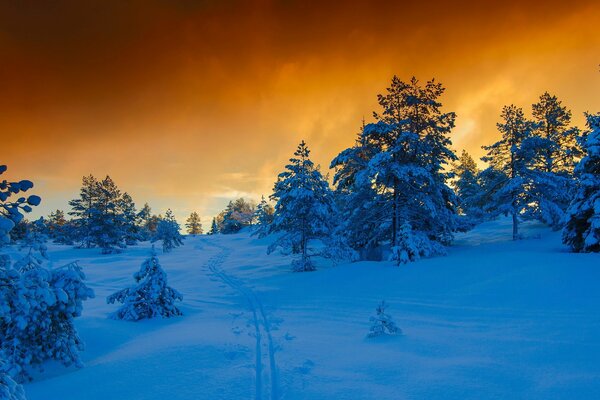 Cuento de invierno. Pinos nevados