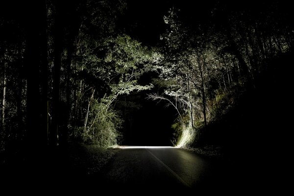 Il fait nuit. Route. Belle forêt