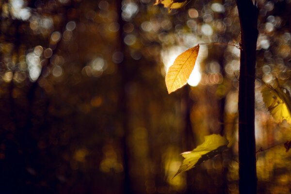 Hoja amarilla en el árbol. El otoño ha llegado