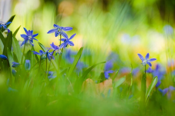 Fleurs bleues dans l herbe verte