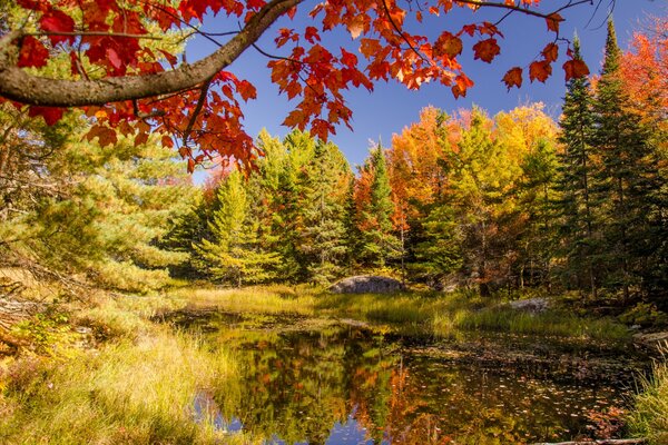 Estanque en el fondo del paisaje de otoño