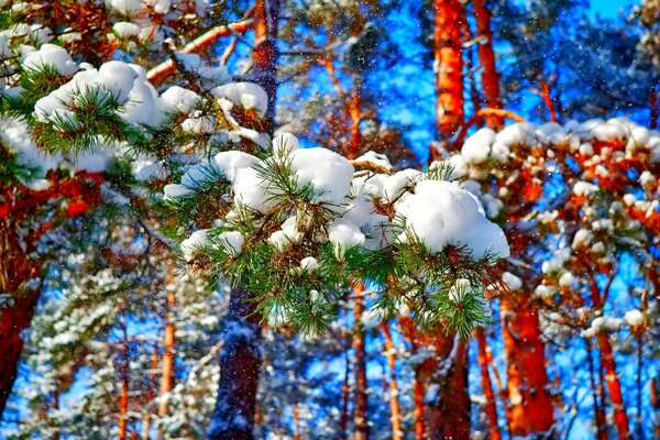 Kiefernwald. Winterwald! Schöner Winter!