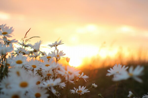 Daisies on the background of a summer sunset