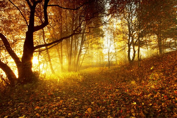 Herbstwald bei Sonnenuntergang brennt in Gold