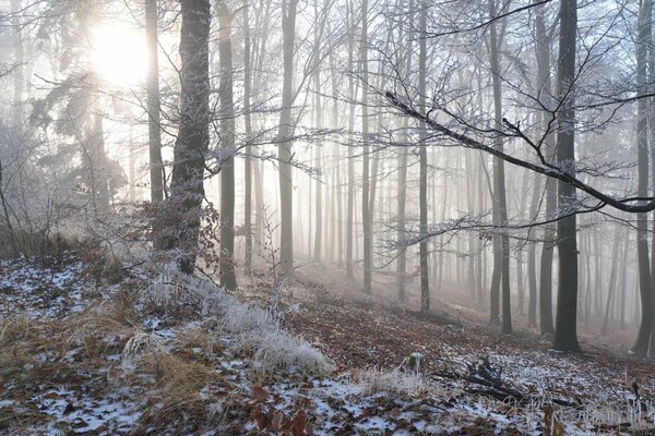 Brume d hiver dans la forêt