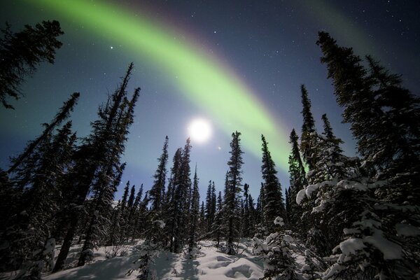 Nordlichter im Denali-Nationalpark