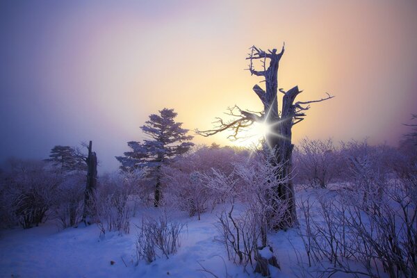 Winter morning in a snowy forest