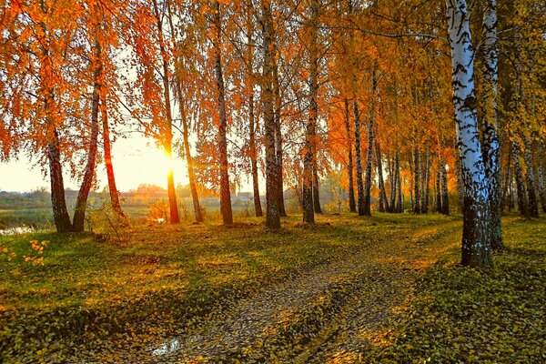 Autumn birch forest illuminated by sunset orange rays