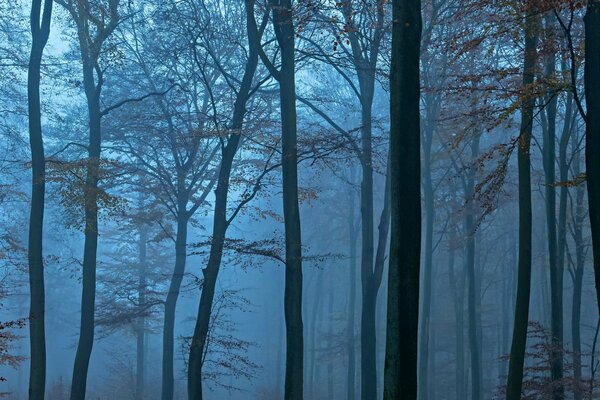 Árboles de la noche en la niebla