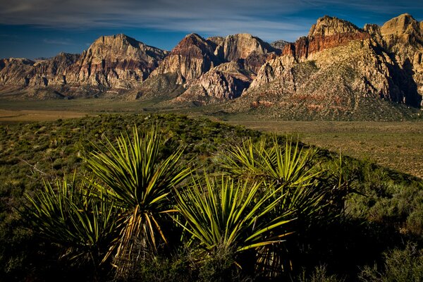 Vegetazione esotica sullo sfondo delle montagne