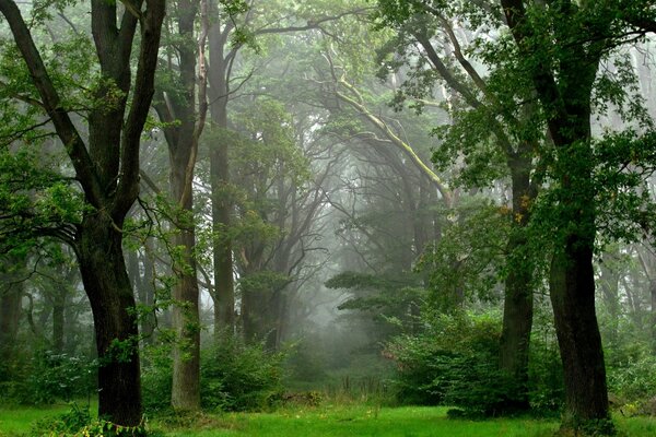 Bosque de verano después de la lluvia