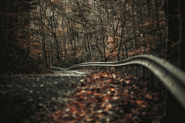 The autumn road is full of loneliness