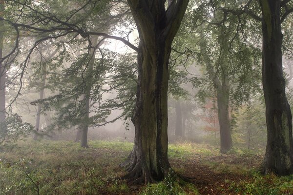 Los árboles están envueltos en niebla y otoño