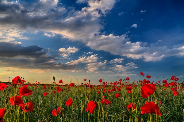 Campo di papaveri rossi sotto il cielo blu