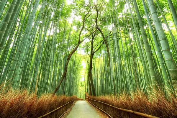 Sentiero nella foresta di bambù in Giappone