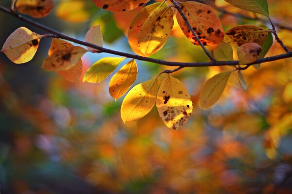 Gelbe Herbstblätter