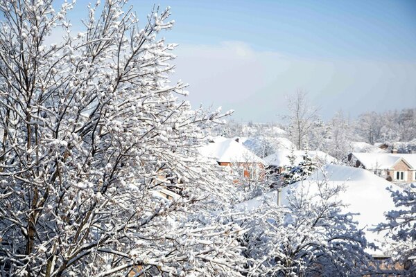 Arbres enneigés sur fond de ville d hiver