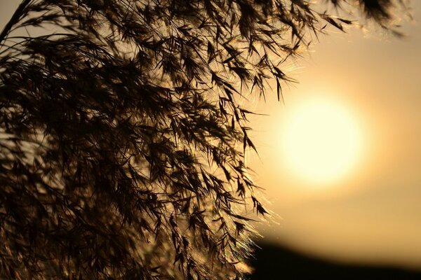 Foto macro di erba sullo sfondo del sole al tramonto