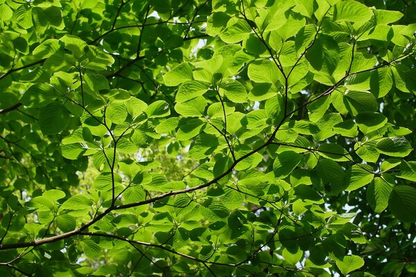 Ramas con hojas verdes gruesas