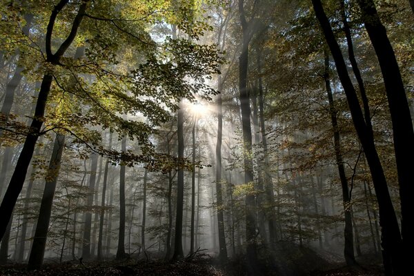 Lumen zwischen den Bäumen im Herbst