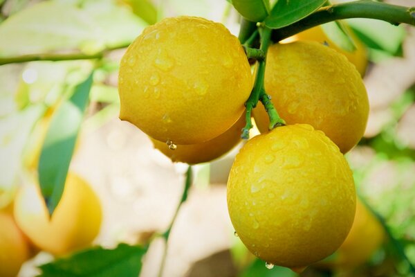 Gotas de agua en un limón. Humor amarillo