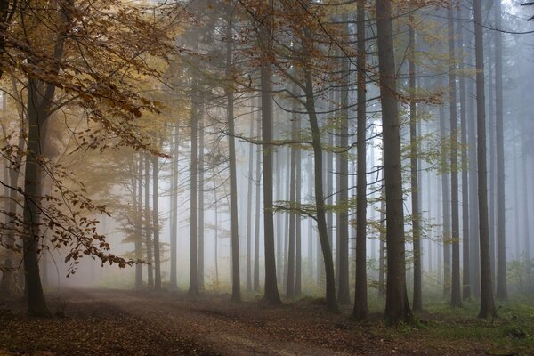 Verschwommener Gehweg im Herbstwald