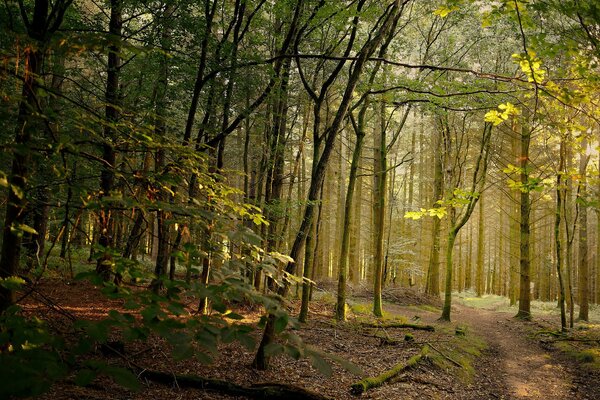 Waldweg bei Sonnenschein