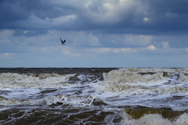 Une mouette survole la mer mousseuse qui fait rage