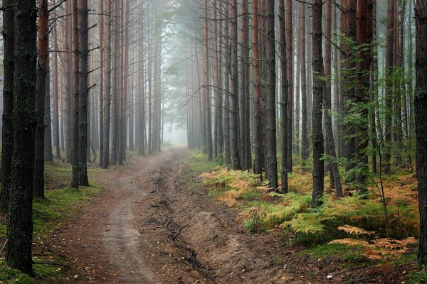 Endless road in the forest