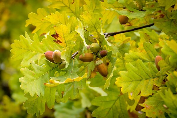 Ripe acorns on golden oak branches