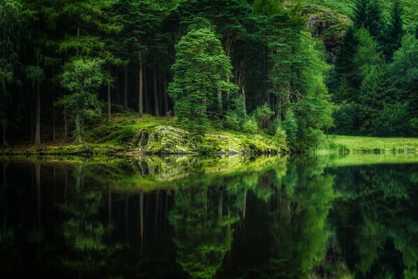 Árboles reflejados en el lago