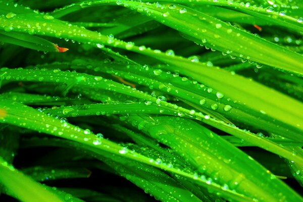 Photos of dew drops on the grass