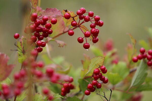 Viburno rosso all inizio dell autunno