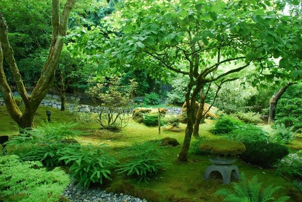 Foto del giardino verde ricco Canadese