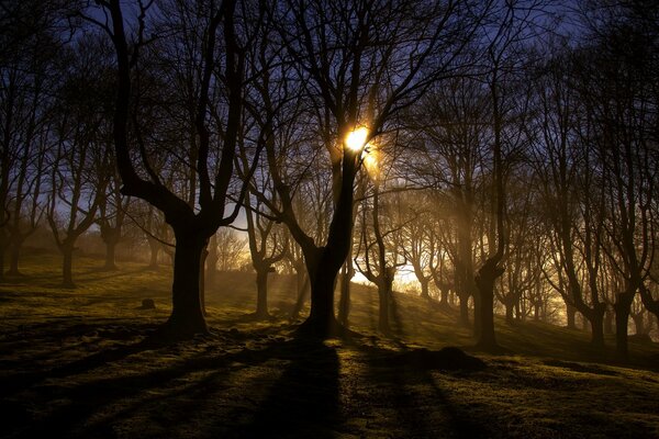 Partying morning in the bare forest