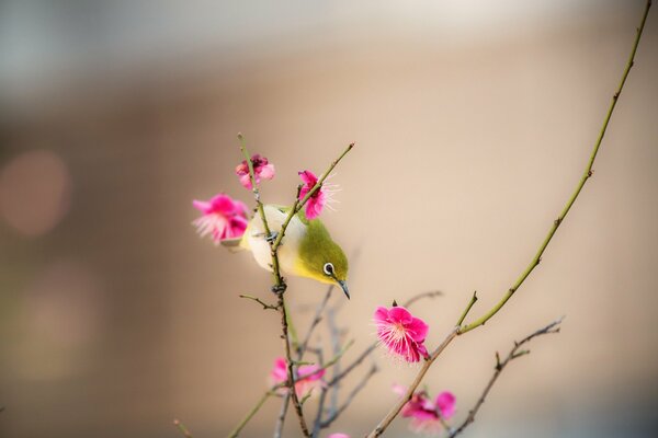 A bird with a long beak on a branch