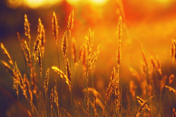 Evening sunset on wheat fields