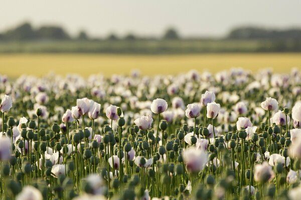 Campo di papaveri sul paesaggio estivo