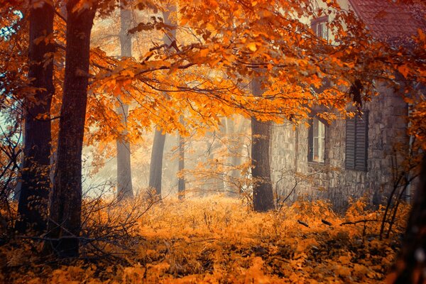 Herbstbäume neben dem Haus