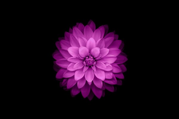 Purple dahlia. Beautiful flower on a black background