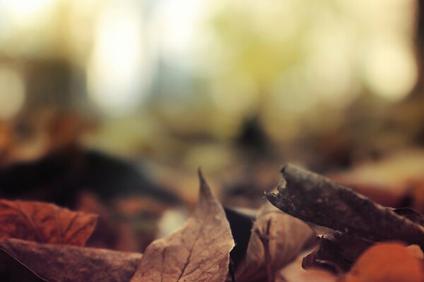 Automne feuillage brûlant sur le sol