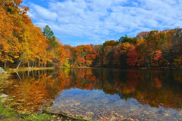 All the colors of the world in autumn in the forest