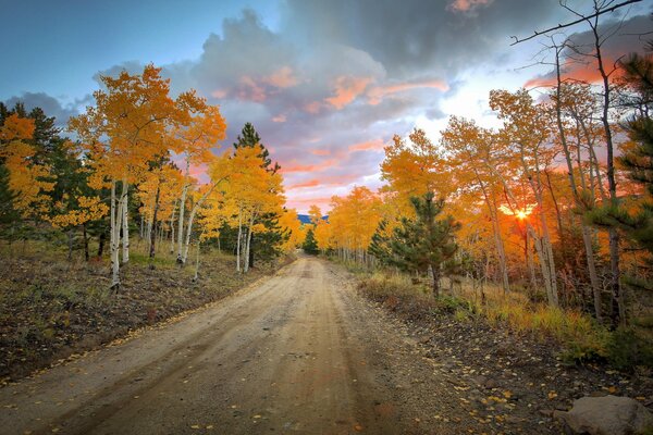 Autumn forest and fallen leaves on the road