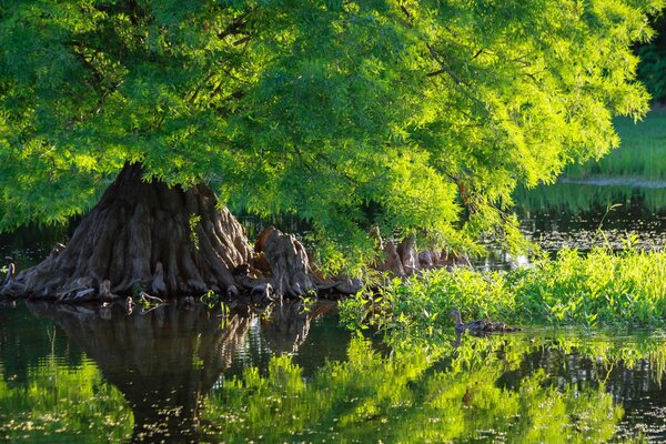 Bathing ducks in the water next to a green cypress