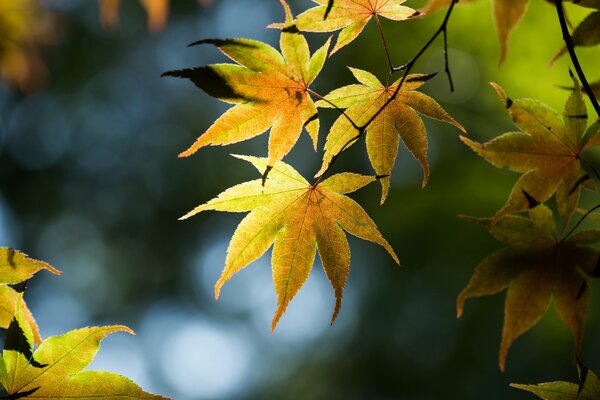 Gelbe Blätter am Baum. Herbstliche Highlights der Natur